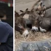 Karen Damen in de bres voor ezelsopvang