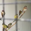 Vogels
