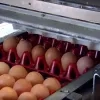 eierenbedrijf archief
