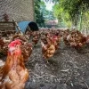 Verwaarloosde kippen uit Tielen worden verzorgd in Limburg