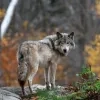 wolf Ravels