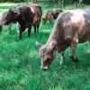galloways natuurpunt De Putter