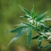 cannabis-plant.jpg