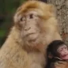 berberaapje geboren in ZOO Planckendael