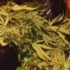 cannabis3.jpg