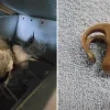 reiger VOC Neteland fietslamp rubber zwerfvuil