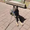 Speurhond politiezone BoDuKaP