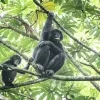 bonobo planckendael