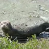 zeehondje Lier Leo Vaes Kleine Nete