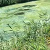 Blauwalg op Zeekanaal langs Ruisbroek, Willebroek, Tisselt en Wintam
