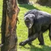 chimpansees Pakawi Park Olmen buitenverblijf eerste verkenning
