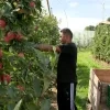 appelteler geel