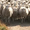 kudde schapen archief.