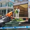 Cannabisplantage in Mol