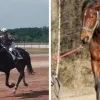Gestolen paarden Olen