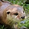 otter