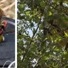 Aziatische hoornaar wordt bestreden in Geel