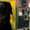 Hondenkwekerij Family Pups in Meerle moet sluiten na aanhoudende wantoestanden