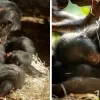 bonobo geboren Planckendael.