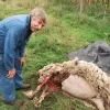 dood schaap Mol 