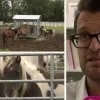 compilatie paarden