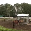 Inbeslagname paarden