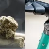 cannabis step drugsvangst