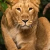 Indische leeuwin Laya ZOO Planckendael