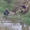 Brandweerzone Rivierenland redt kalfje uit water