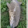 Bruinvis dood teruggevonden