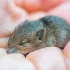 Algemene foto van een muis