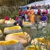 Pompoenregatta in Kasterlee