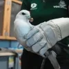 Noordse stormvogel .p Noordse stormvogel .p