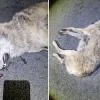 Welkom Wolf doodgereden wolf Geel