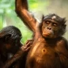 Bonobo vlooit ZOO Planckendael
