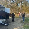 gestolen paarden Olen teruggevonden