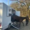 gestolen paarden Olen teruggevonden