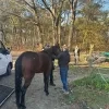 gestolen paarden Olen teruggevonden