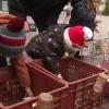 Laatste wekelijkse dierenmarkt in Mol
