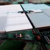 Primato vergoot oppervlakte tomaten in serre (glasareaal)