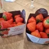 Aardbeien uit Hoogstraten