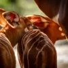 Bergbongo's