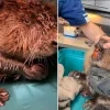 bever voc Kapellen Brasschaat