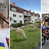 Aprilvissen 2026