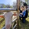 Lammetjesdag in Retie