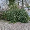 omgewaaide boom parking Den Hout Beerse