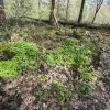 Pastoorsbos overwoekerd