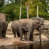 olifant-tun-kai-suki-en-may-tagu-zoo-planckendael-jonas-verhuls