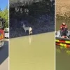 Ree gered uit Afleidingsdijle in Mechelen