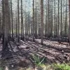 Stuk bos in brand in Arendonk